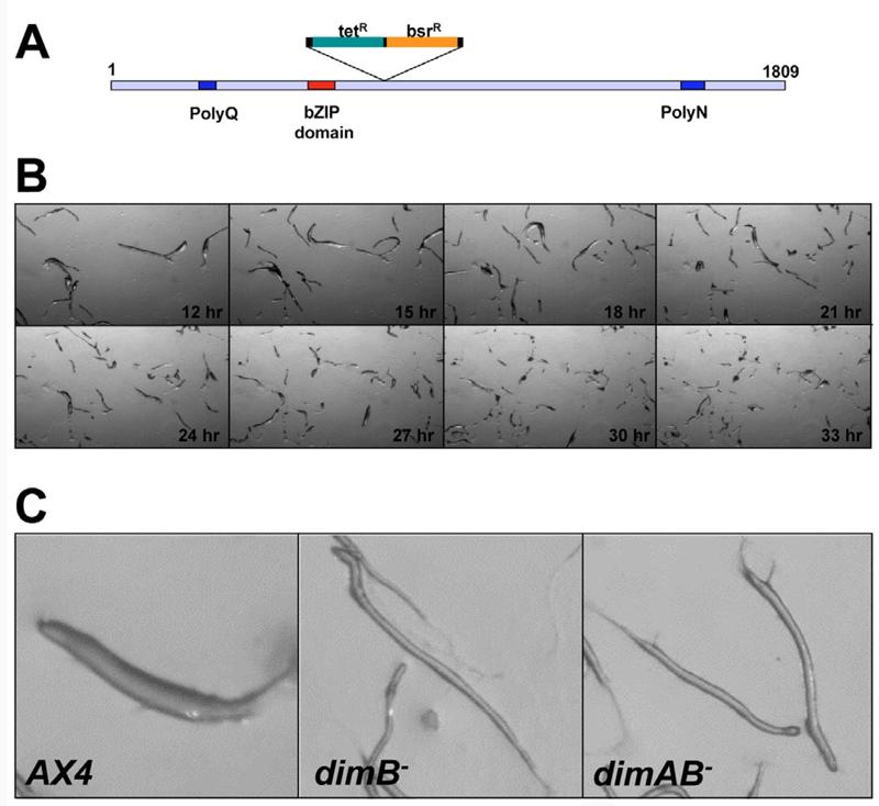 Fig. 3