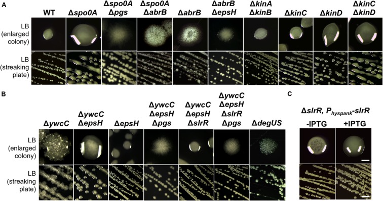 FIGURE 4