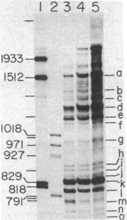 graphic file with name pnas00443-0053-a.jpg