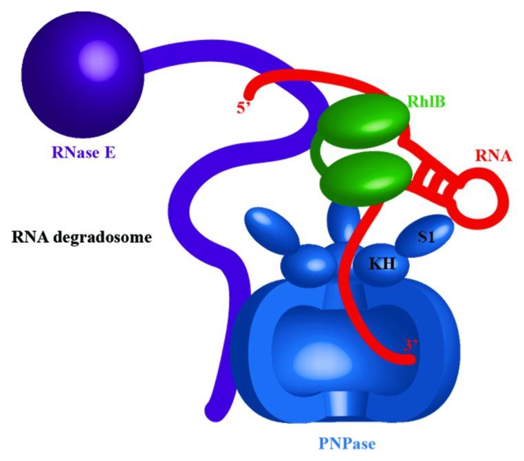 graphic file with name rna-10-627-g2.jpg