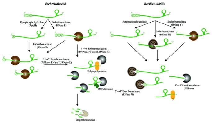 graphic file with name rna-10-627-g1.jpg