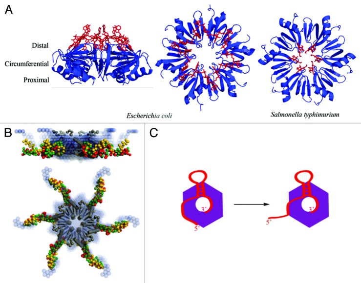 graphic file with name rna-10-627-g4.jpg