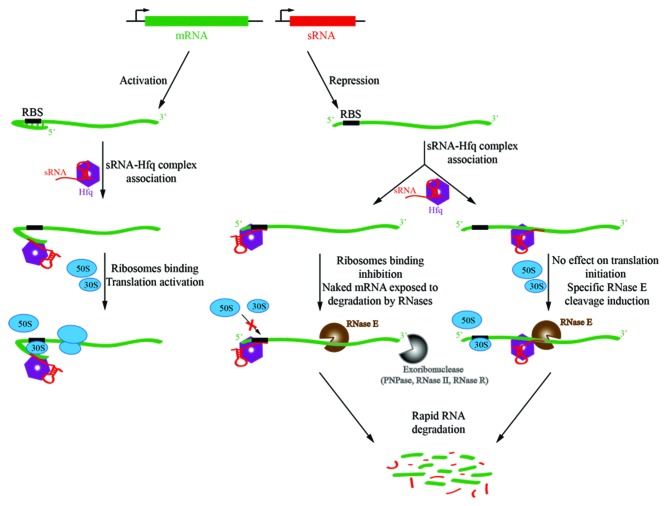 graphic file with name rna-10-627-g3.jpg