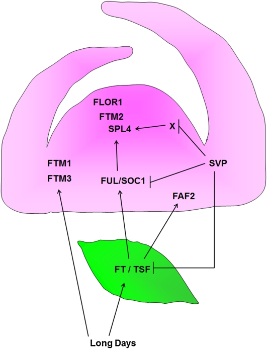 Figure 7.