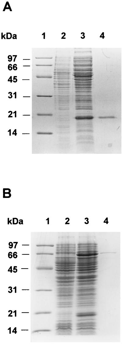 FIG. 1