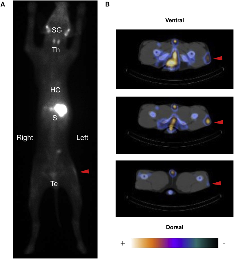 Figure 3