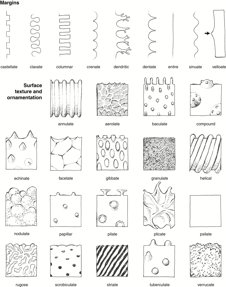 Fig. 1B.