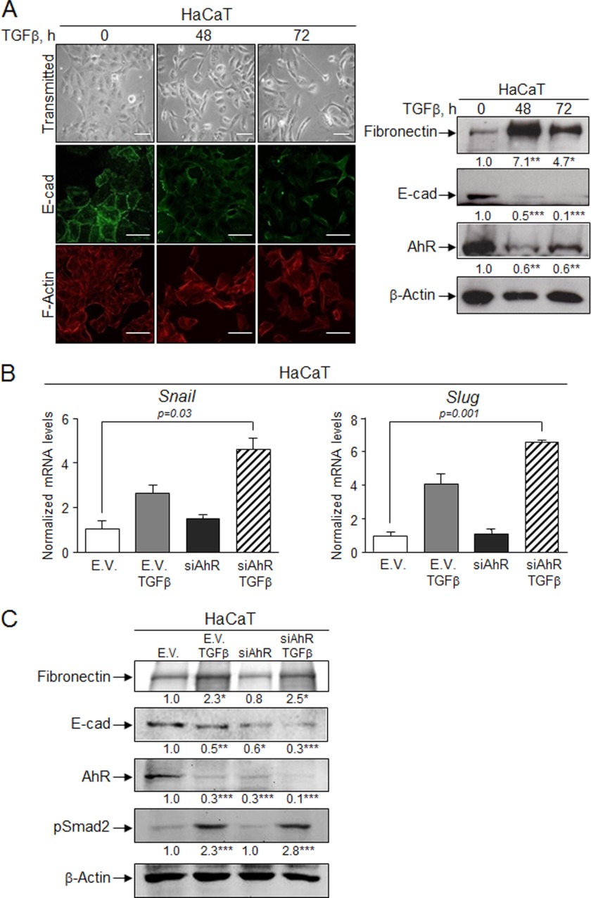 FIGURE 11.