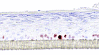 graphic file with name fx50.gif