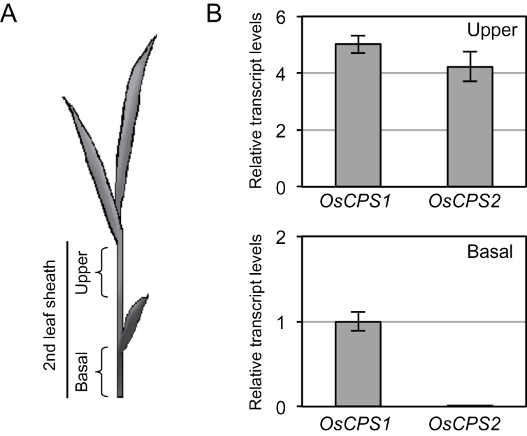 Fig. 3.