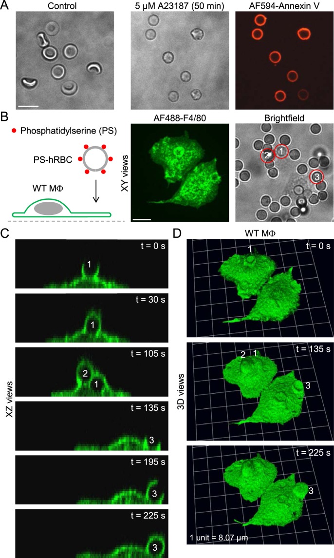 Figure 11