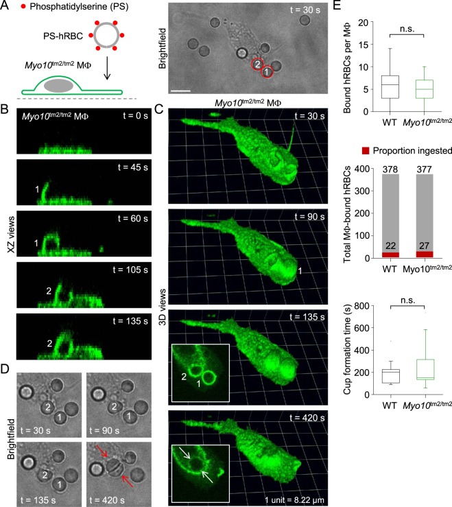 Figure 12