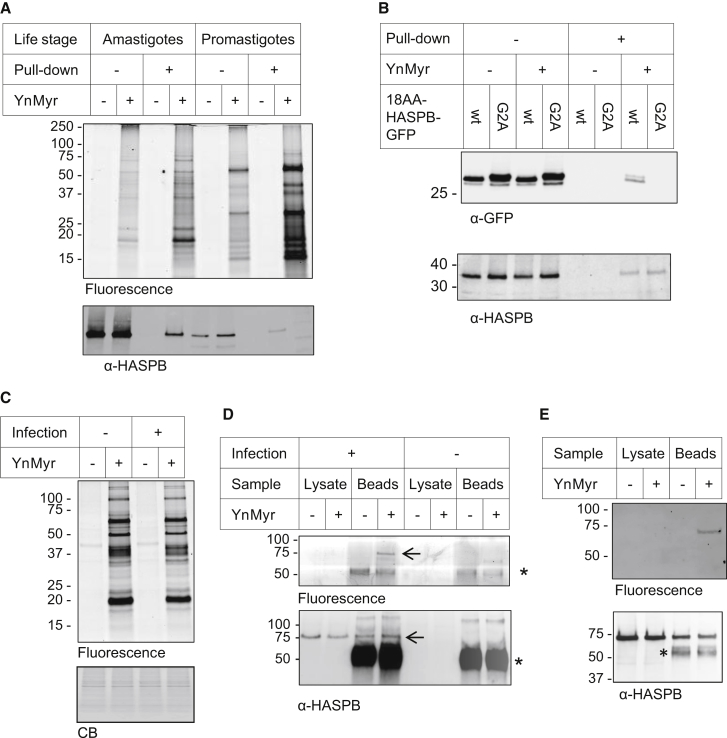 Figure 2