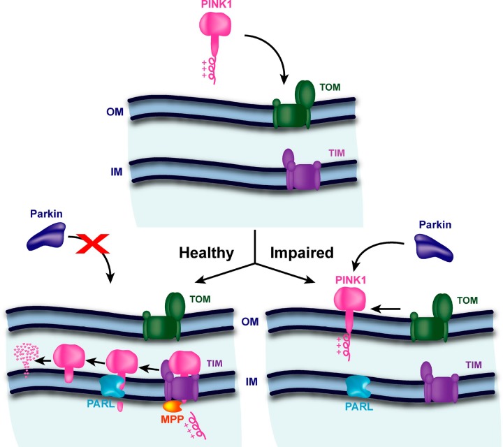 FIGURE 17.