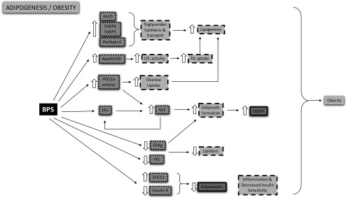 Figure 5 is a flow diagram showing linkages from BPS to obesity.