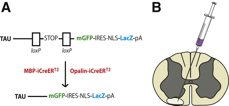 Figure 1