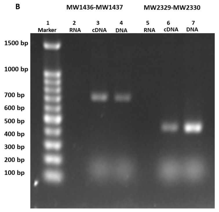 Figure 12