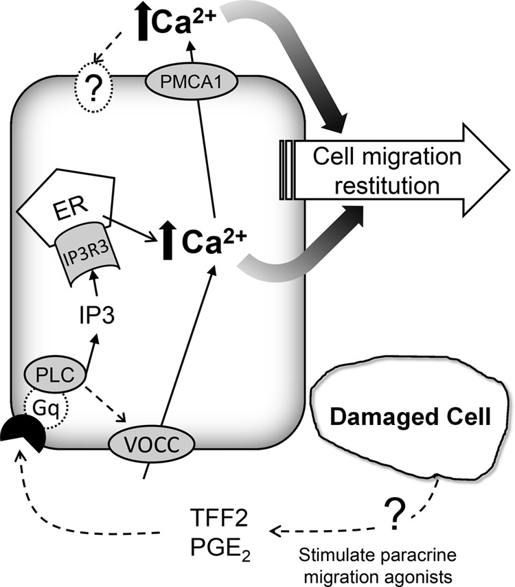 FIGURE 12.