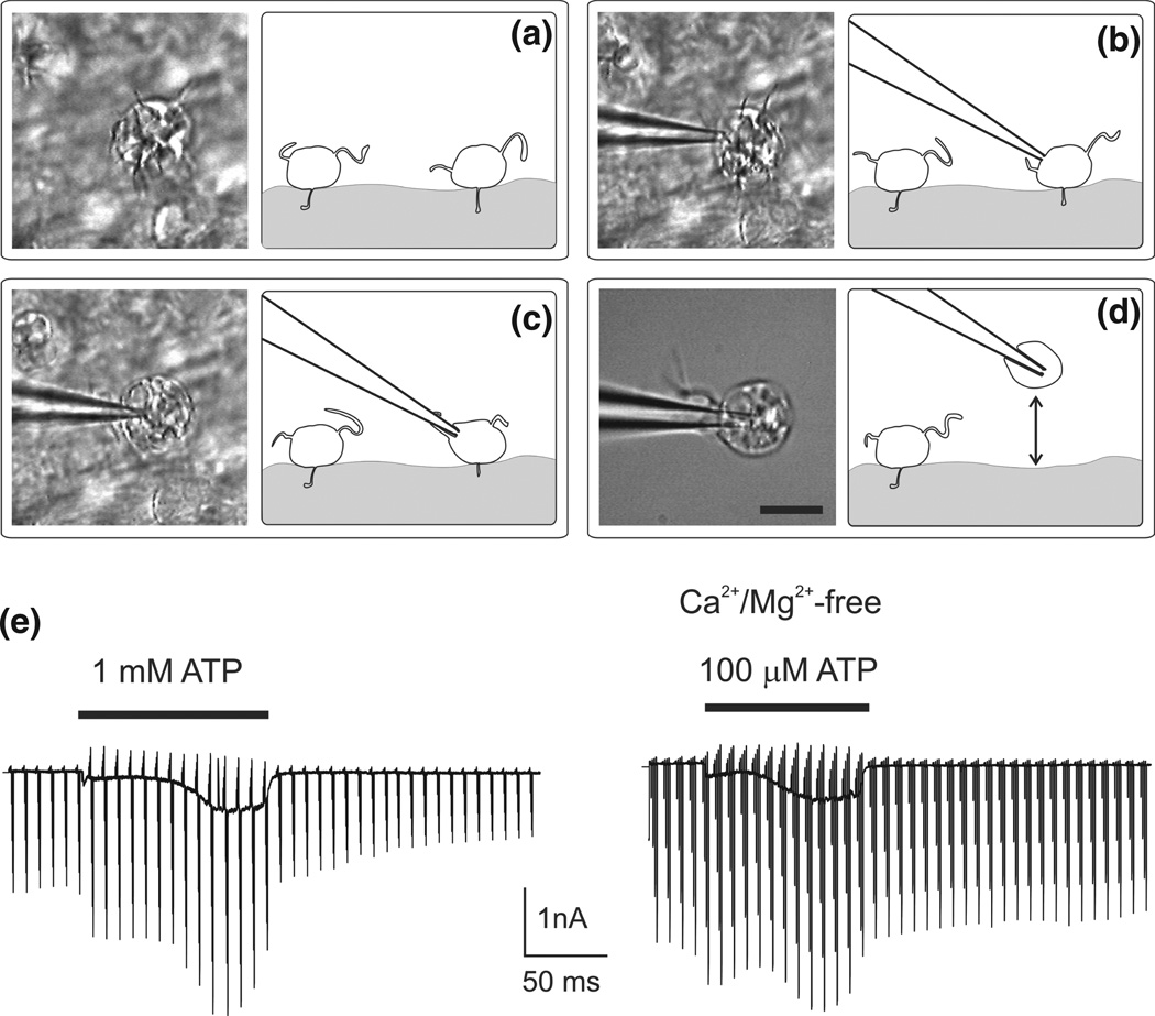 FIGURE 3