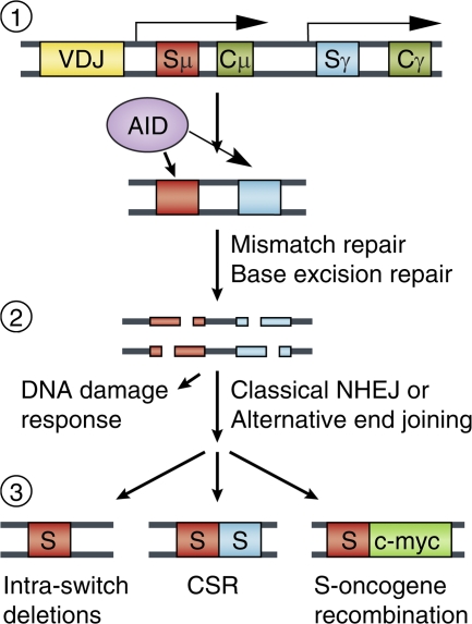 Figure 1.