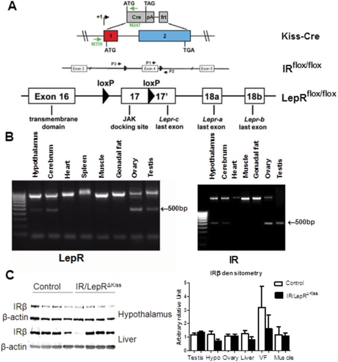 Fig 4