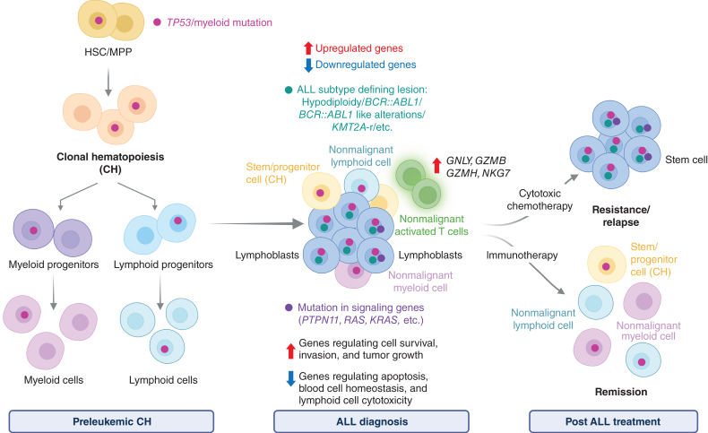 Figure 1. ALL with TP53/myeloid mutations arising from clonal hematopoiesis. Simplified cartoon depicting the evolution of acute lymphoblastic leukemia from antecedent clonal hematopoiesis with mutations in myeloid genes. Mutations in myeloid genes (e.g., DNMT3A, TET2, ASXL1, RUNX1, and IDH2) or TP53 are acquired in hematopoietic stem cells (HSC)/multipotent progenitors (MPP) and promote the expansion of a clone that can differentiate in both nonmalignant mature myeloid and lymphoid cells and evolve in lymphoblasts. Lymphoblasts with TP53/myeloid mutations are characterized by upregulation of prosurvival genes and downregulation of proapoptotic genes that confer resistance to conventional chemotherapy. Moreover, activated T cells are present in these leukemic samples and thought to confer sensitivity to immunotherapy or chemo-immunotherapy combination approaches. This figure was created with BioRender.com.