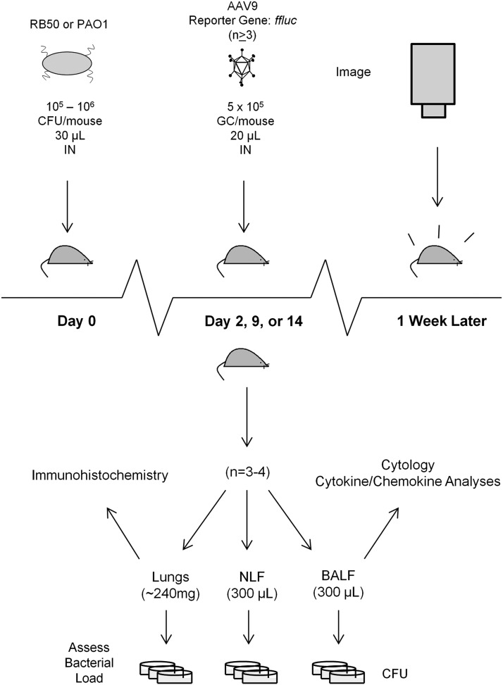 FIG. 1.