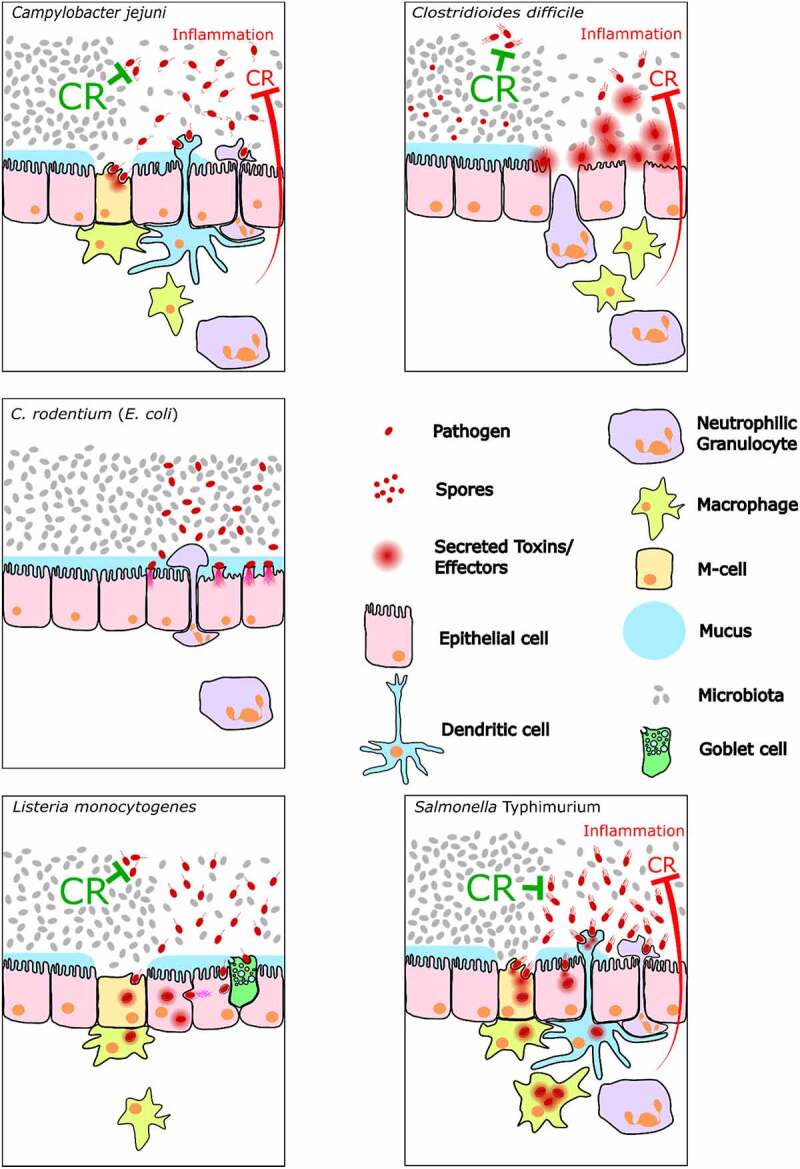 Figure 2.