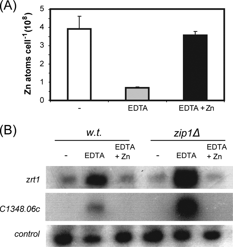 FIG. 2.