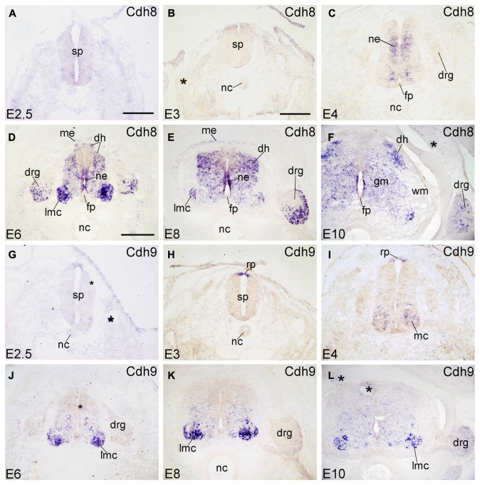 FIGURE 3