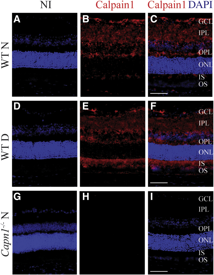 Figure 5