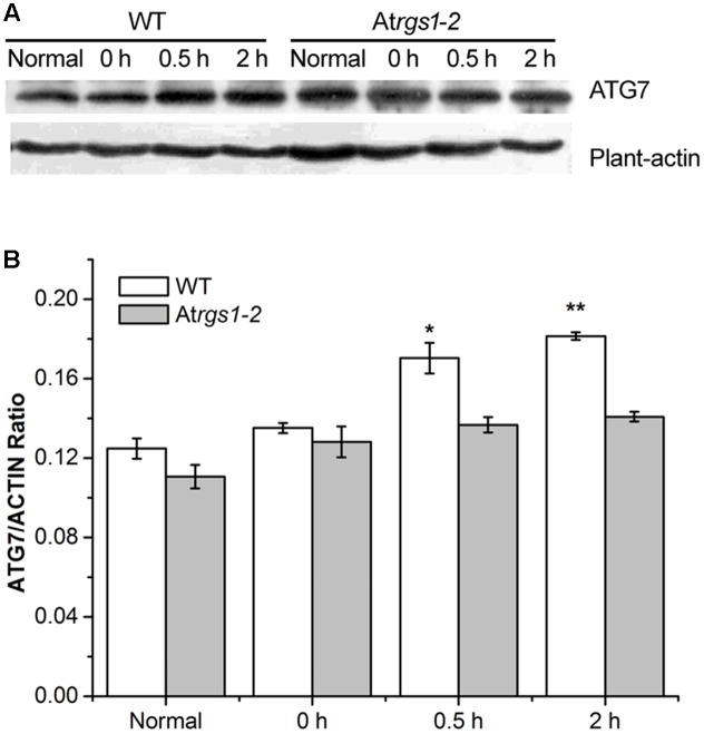 FIGURE 4