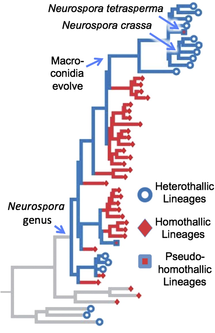 Fig. 8.