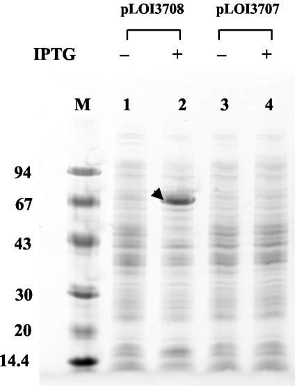 FIG. 4.