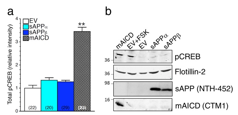 Figure 5—figure supplement 2.