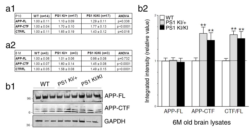 Figure 3—figure supplement 1.