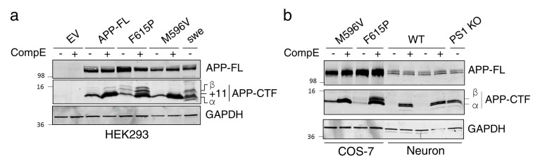 Figure 1—figure supplement 2.