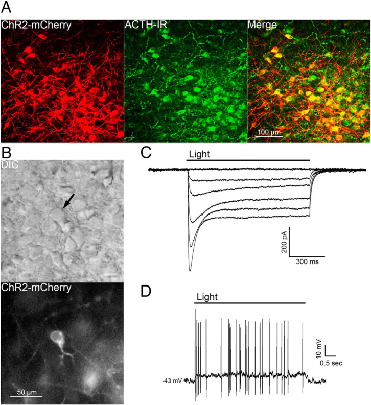 Figure 1.