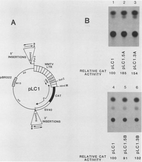 graphic file with name molcellb00096-0397-a.jpg