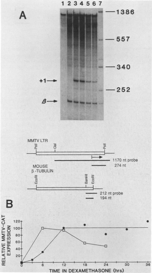 graphic file with name molcellb00096-0395-a.jpg