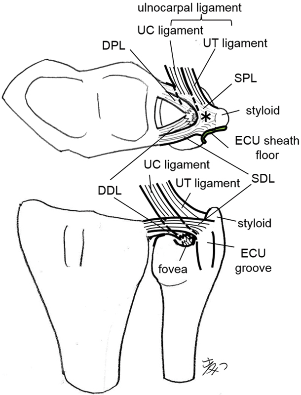 Fig. 1