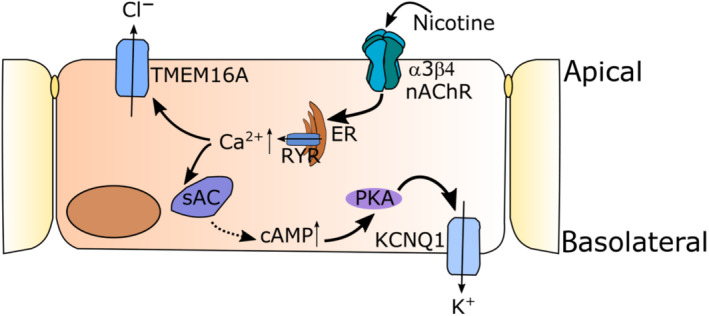 FIGURE 7