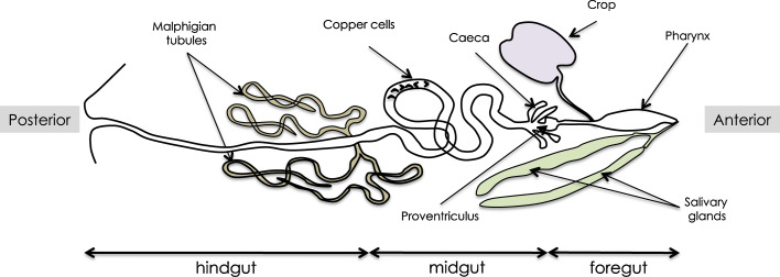 Fig. 1