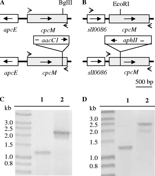 FIG. 1.