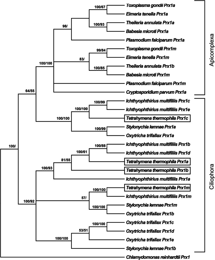 Fig. 1