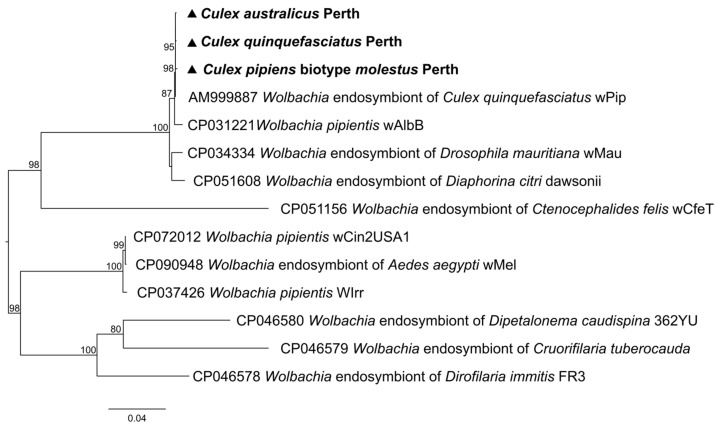 Figure 11