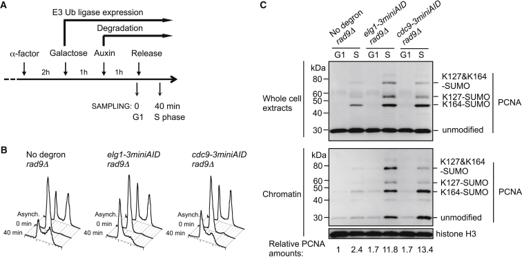 Figure 3