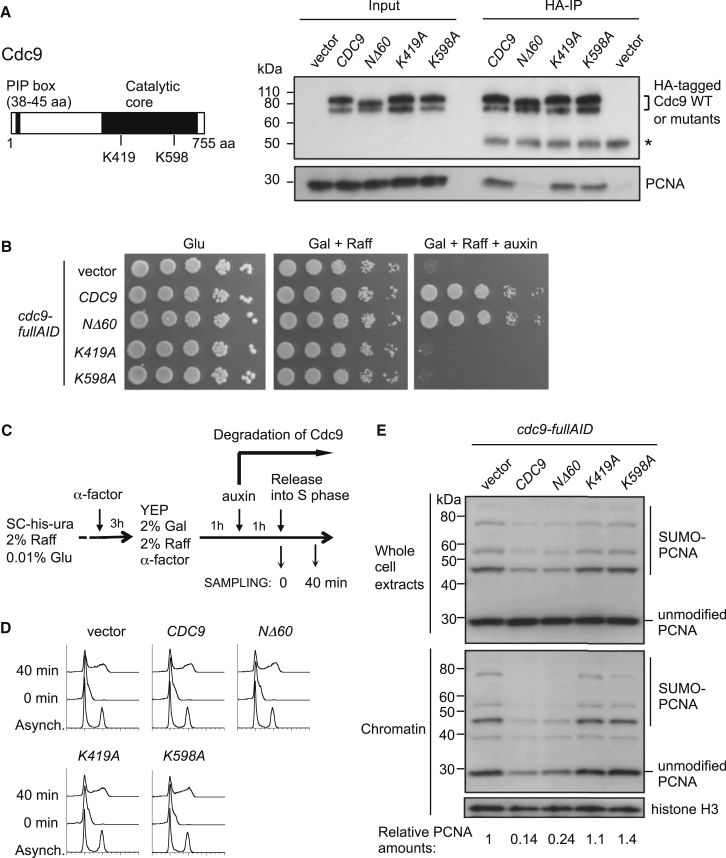 Figure 5