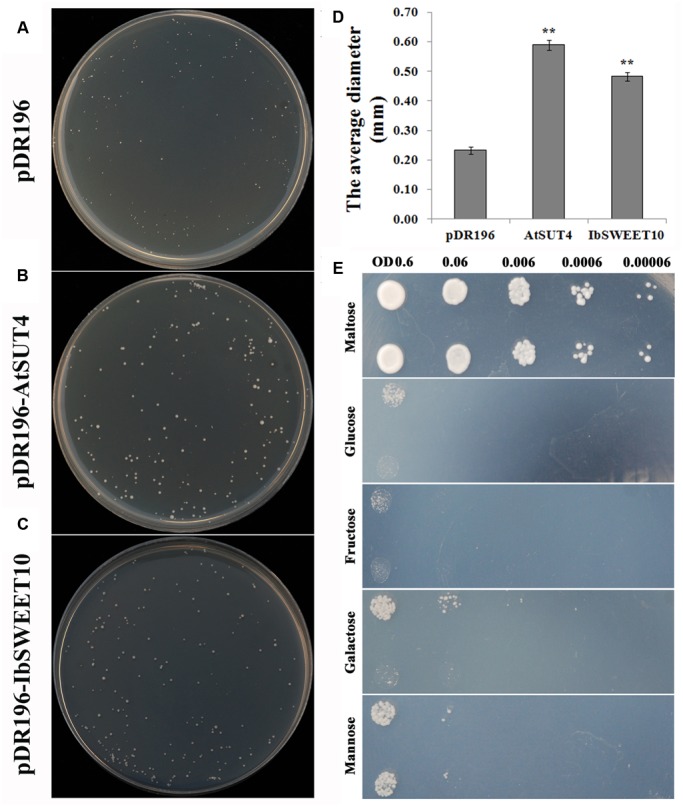 FIGURE 4