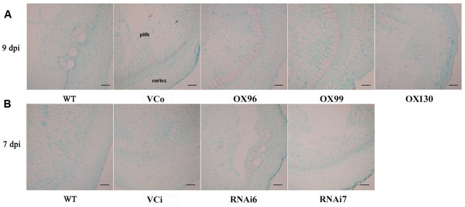 FIGURE 7